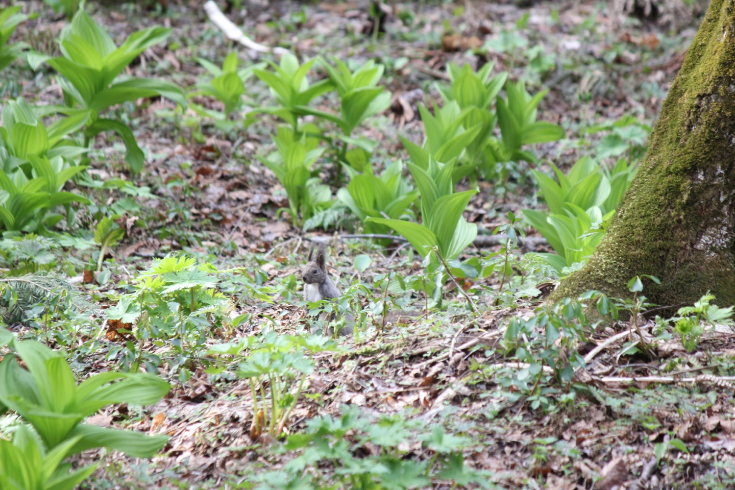 7.觀賞「水芭蕉」迎接春天的到來