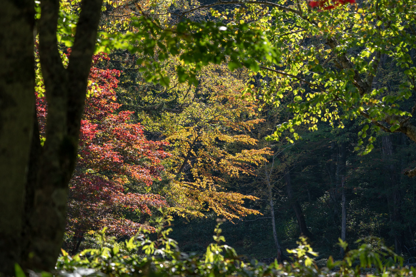 8.在“光之森”漫步，盡情享受四季變幻的大自然的魅力